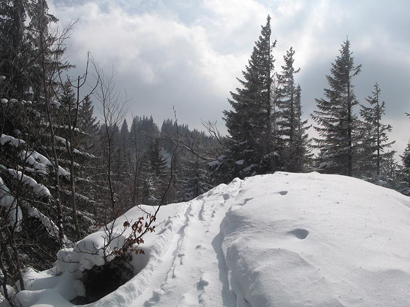 Vorgipfel des Geienberges